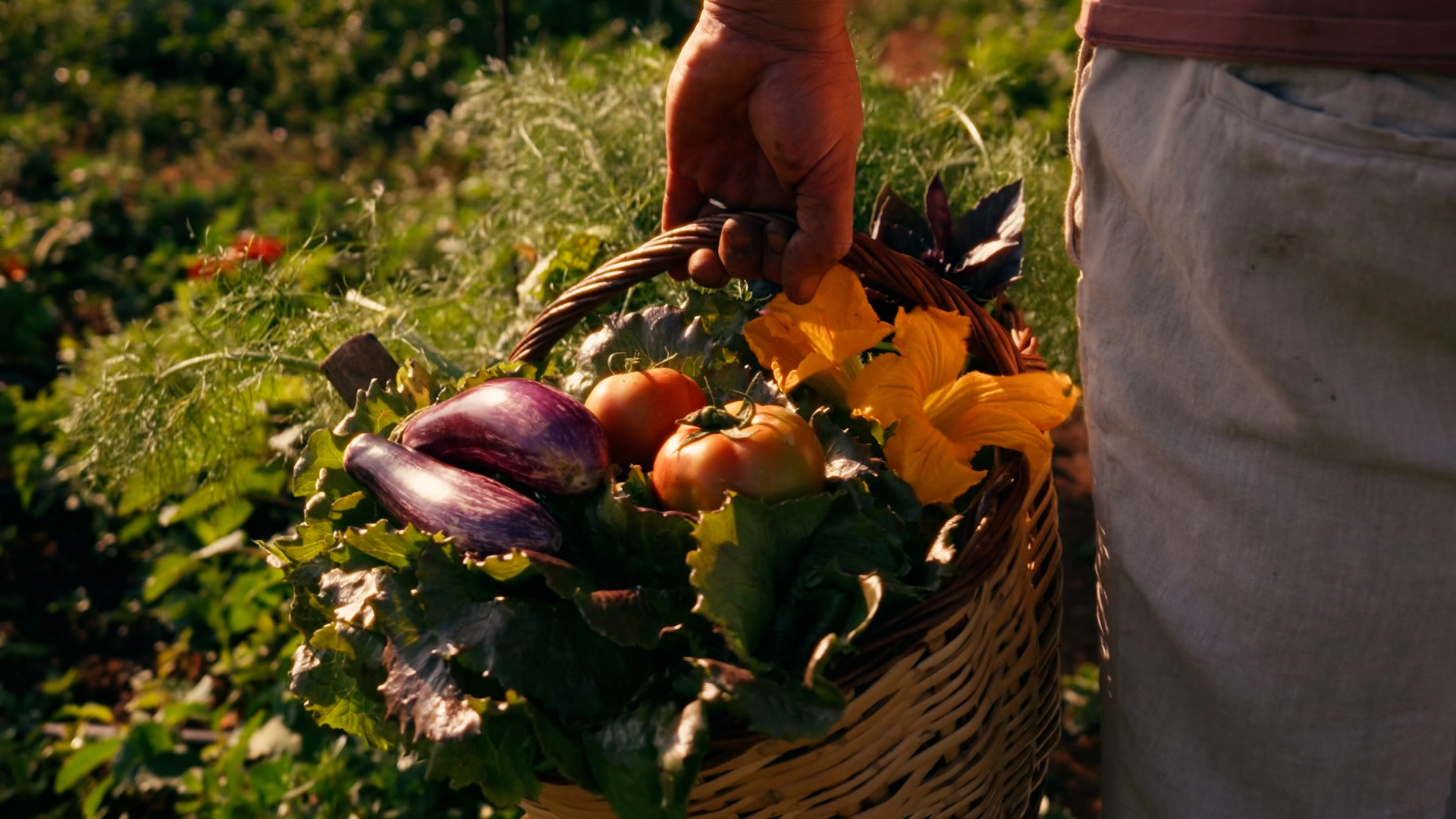 A farmer carrying a wicker basket of aubergines, tomatoes, courgette flowers and leaves through the beds in low evening light.